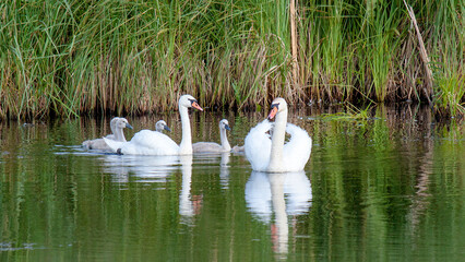 swans on the lake