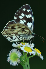 Marbled white, Melanargia galathea, beautiful butterfly on flower	