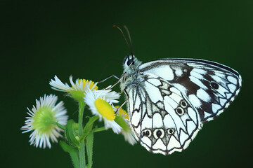 Marbled white, Melanargia galathea, beautiful butterfly on flower	