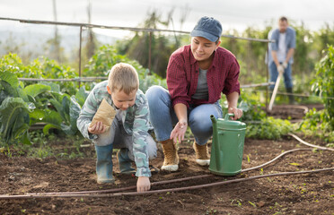 Woman and her son are planting seeds on a farm. Guy helps a female farmer plant seeds. Process of...