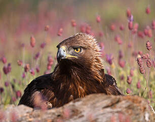 a serious golden eagle in the mountain in spain