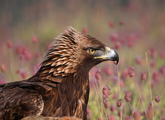 a serious golden eagle in the mountain in spain