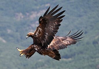 a serious golden eagle in the mountain in spain