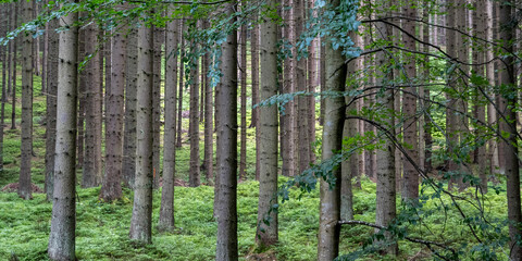 Dense Forest Landscape at the Czech–Slovak Border