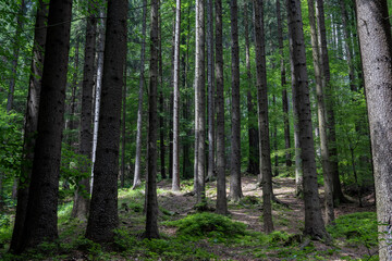 Tranquil Forest Scene on the Czech–Slovak Border with Tall Pines and Green Understory
