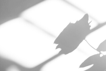 realistic abstract natural rose flower shadow on white wall background,Summer sunlight plants shadow overlay effect,shadow for photo interior backdrop studio mockup