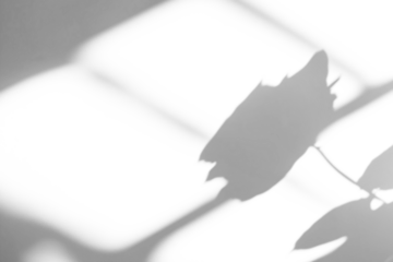 realistic abstract natural rose flower shadow on white wall background,Summer sunlight plants shadow overlay effect,shadow for photo interior backdrop studio mockup