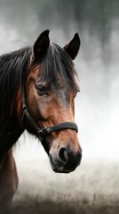 Beautiful brown horse standing calmly in a misty landscape during early morning hours