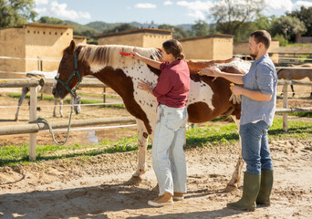 Young man and young woman brushing horse with comb in paddock