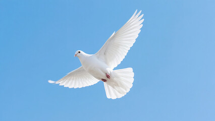 Fototapeta premium white dove in flight
