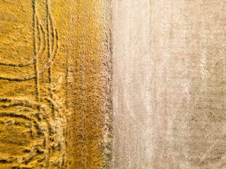  Aerial View of Contrasting Harvested and Unharvested Fields