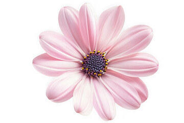 Obraz premium Beautiful pink osteospermum flower close-up photography, floral design element, botanical illustration, isolated on transparent background