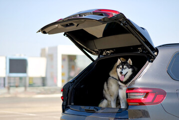 Siberian Husky Sitting in Open Trunk of Luxury SUV on Sunny Day – Pet Travel Lifestyle Concept