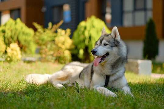 Relaxed Siberian Husky Lying in Grass in Backyard Garden – Sunny Day with Calm Dog