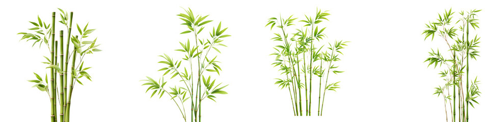Naklejka premium Bamboo Plant Collection: Lush Greenery on White Background