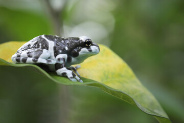 The Amazon milk frog (Trachycephalus resinifictrix) closeup on green leaves, Panda bear tree frog on green leaves. The mission golden eyed tree frog