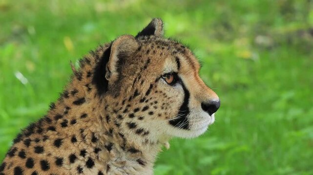 cheetan portrait on blurred green background, sound