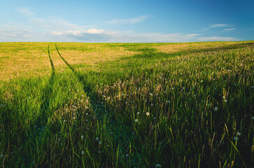A serene spring meadow painted in deep green tones beneath a perfectly clear azure sky, ideal...