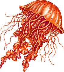 Watercolor jellyfish graphic illustration, which can be used in many forms such as scrapbook, postcards, stickers, teaching media, digital printing and many more.