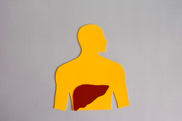 The silhouette of a man with an isolated liver is schematically depicted. The concept of a healthy...