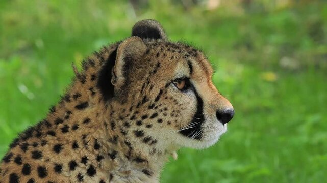 cheetan portrait on blurred green background, sound
