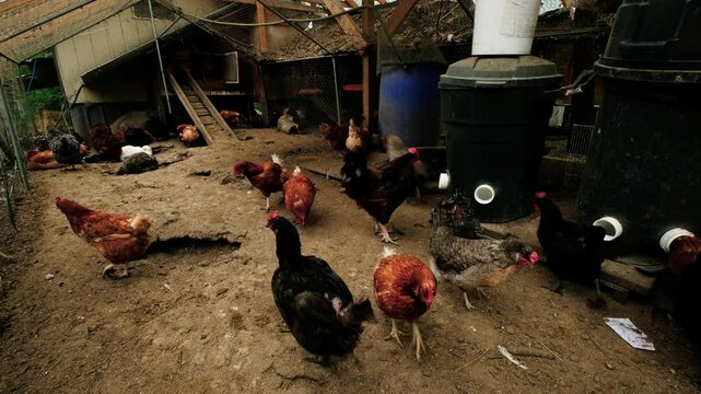 Super time lapse of cage free hens in enclosure attached to chicken coop freely strolling around eating from food dispensers wallowing in dirty soil full of bird waste