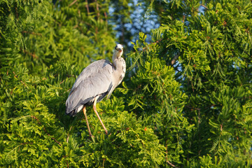 A serene view of a grey heron perched gracefully on a green tree branch, surrounded by lush and...
