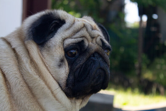 cute pug dog portrait