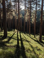 Fototapety na wymiar - Fototapeta24.pl