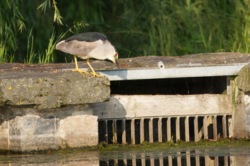 Black-crowned night heron, nycticorax nycticorax standing on the dam of a pond and looking for some...