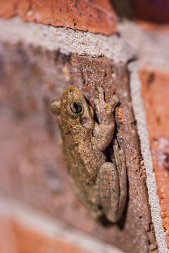 Brown frog on brick wall
