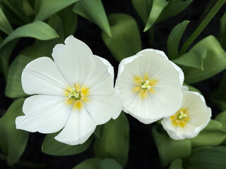 Top view white tulips and leave is blooming in the garden background. Closeup white tulips flower and fully beautiful