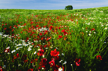 Spring poppy field with red poppies and white daisies, a colorful and fresh floral scene
