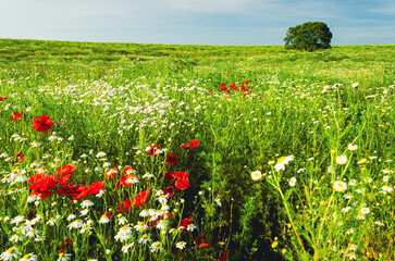 Warm evening light bathes a red poppy in a green spring meadow as a bee pollinates its delicate...