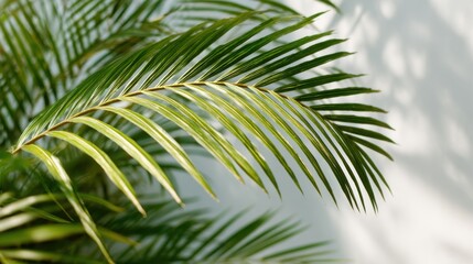 Palm Leaf Texture with Soft Lighting