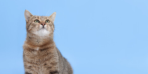 Tabby cat sitting on light blue background and looking up with curious expression. Perfect for pet-themed designs, veterinary ads, and banners with copy space.
