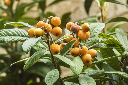 Fresh ripe mushmula or loquat fruit in a garden of the old city of Rhodes, greece