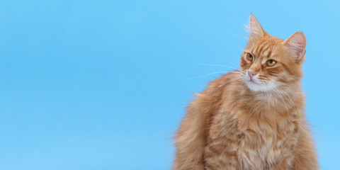 Ginger cat with serious expression looking sideways on blue background. Fluffy domestic cat portrait in studio.