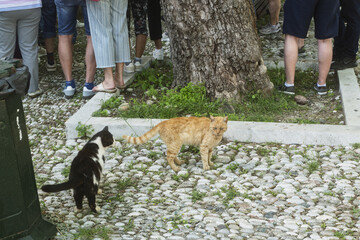 cat and tourist legs on the pebbles of a sidewalk around the ramparts of the old town of Rhodes, Greece
