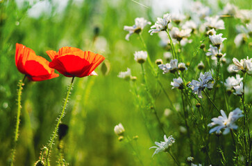 Detailed close-up of a vibrant red poppy with petals backlit by a clear blue spring sky behind