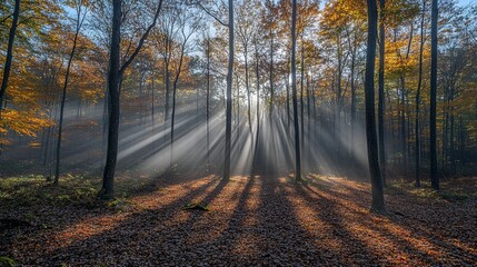 Fototapeta premium Enchanting sun rays falling through mist in a golden autumn forest, with vibrant deciduous trees casting long shadows on the forest floor.
