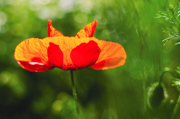 Fototapeta premium Close-up of a bee collecting pollen on a red poppy in a lush green spring landscape