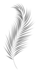 Fototapeta premium Palm leaves shadow. Transparent shade of plant. Tropical branch silhouette. Realistic floral blurred reflection on wall