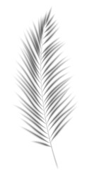 Fototapeta premium Palm leaves shadow. Transparent shade of plant. Tropical branch silhouette. Realistic floral blurred reflection on wall