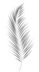 Fototapeta premium Palm leaves shadow. Transparent shade of plant. Tropical branch silhouette. Realistic floral blurred reflection on wall