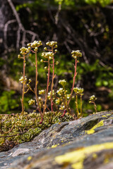 Grossglocknergebiet - Blumen