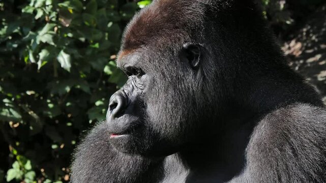 gorilla natural habitat against forest background