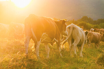Two cows are standing in a field. One cow is white and the other is brown. The sun is shining on...