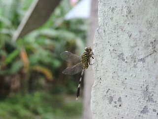 Striped Dragonfly Perched on a Tree Trunk in a Lush Green Setting
