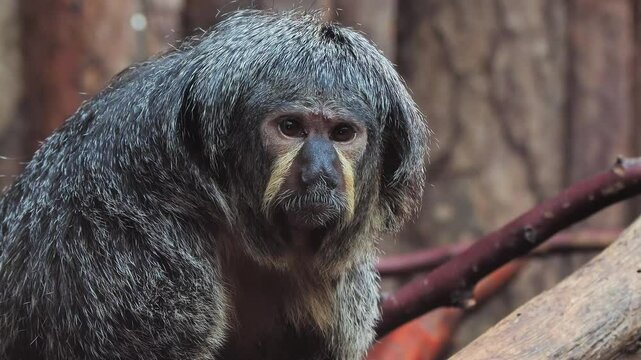 little monkey faced saki on blurred background